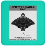 SPOTTED EAGLE RAY C