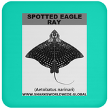 SPOTTED EAGLE RAY C