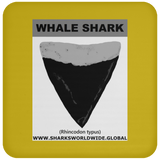 GR WHALE S T C