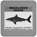 SSP MEGALODON C