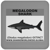 SSP MEGALODON C