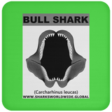 GR BULL SHARK J C