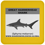 SSP G HAMMER C