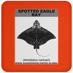 SPOTTED EAGLE RAY C