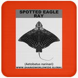SPOTTED EAGLE RAY C
