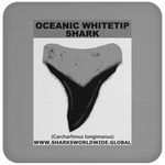GR OCEANIC WT T C