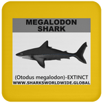 SSP MEGALODON C