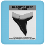 GR BLACKTIP REEF T C