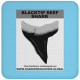 GR BLACKTIP REEF T C