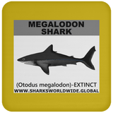 SSP MEGALODON C