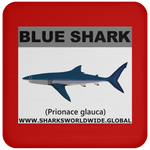 SSP BLUE SHARK C