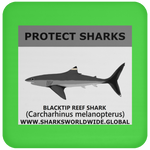 PRS BLACKTIP REEF V1 C