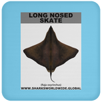 LONG NOSED SKATE C