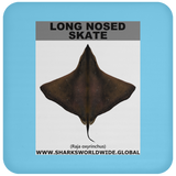 LONG NOSED SKATE C