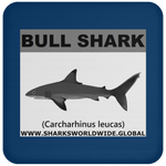 SSP BULL SHARK C