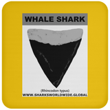 GR WHALE S T C