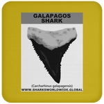 GR GALAPAGOS T C