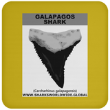 GR GALAPAGOS T C