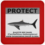 PRS BLACKTIP REEF V2 C