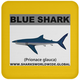 SSP BLUE SHARK C
