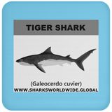 SSP TIGER SHARK C