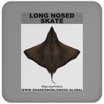LONG NOSED SKATE C