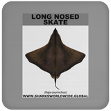 LONG NOSED SKATE C