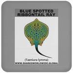 GR BS RIBBONTAIL C