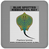 GR BS RIBBONTAIL C