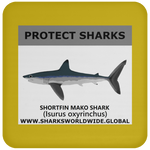 PRS SHORTFIN V1 C