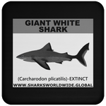 SSP GIANT WHITE C