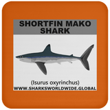 SSP SHORTFIN C