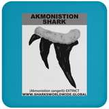 GR AKMONISTION T C