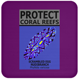 PCRS S EGG C