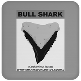 GR BULL SHARK T C