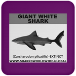 SSP GIANT WHITE C