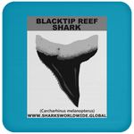 GR BLACKTIP REEF T C