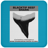 GR BLACKTIP REEF T C