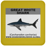 SSP GREAT WHITE C