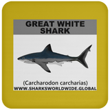 SSP GREAT WHITE C
