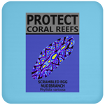PCRS S EGG C