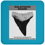 GR GALAPAGOS T C