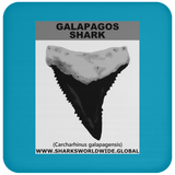 GR GALAPAGOS T C