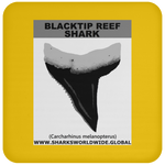 GR BLACKTIP REEF T C