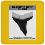 GR BLACKTIP REEF T C