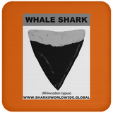 GR WHALE S T C