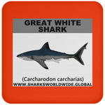 SSP GREAT WHITE C
