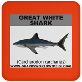 SSP GREAT WHITE C