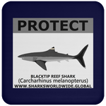 PRS BLACKTIP REEF V2 C