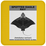 SPOTTED EAGLE RAY C